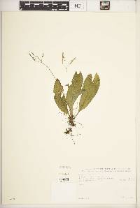 Streptocarpus montanus image