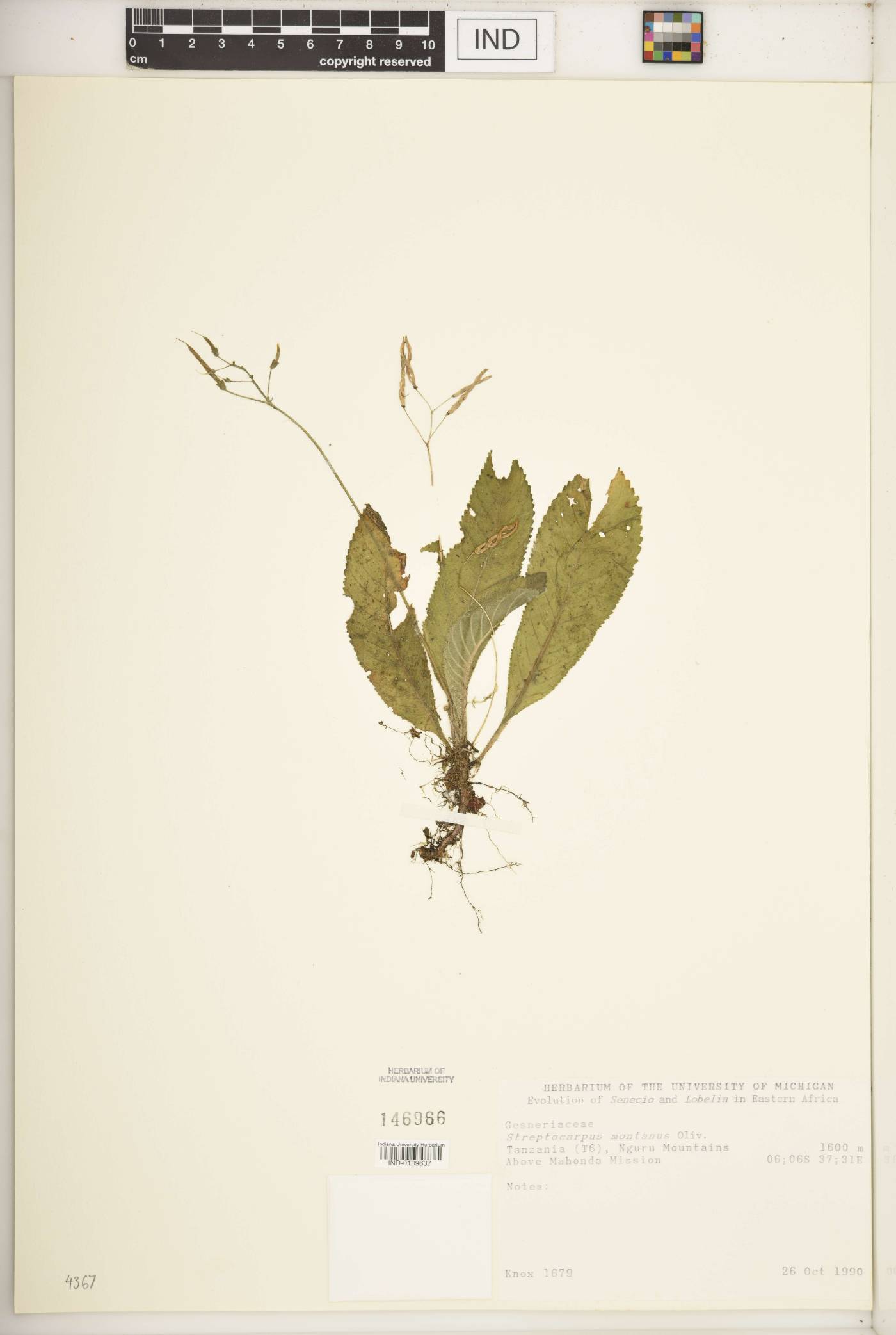 Streptocarpus montanus image