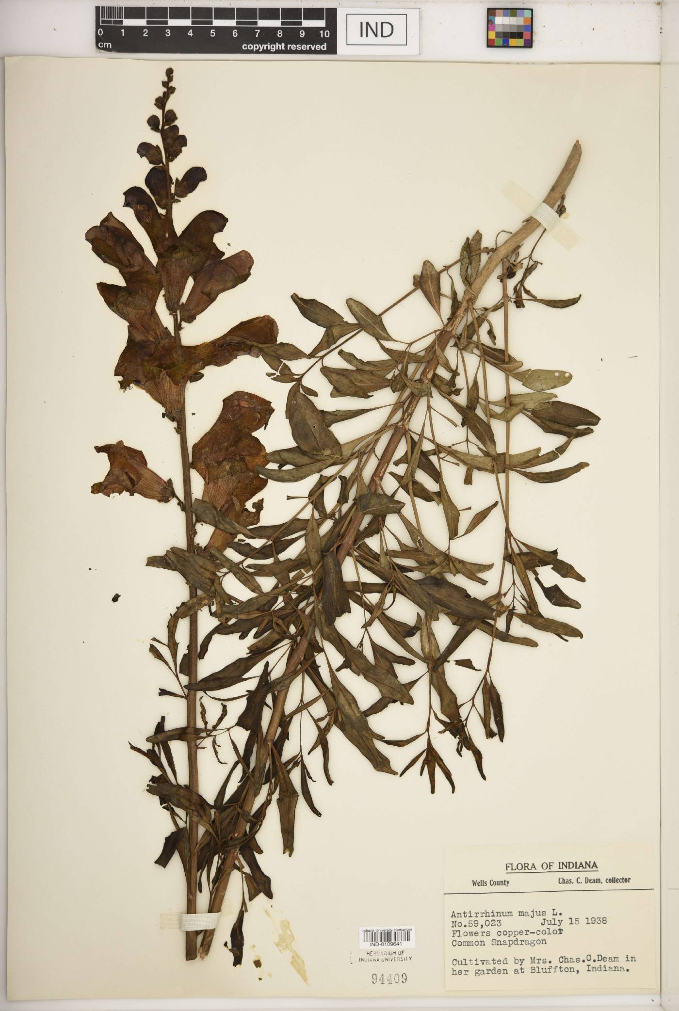 Antirrhinum majus image