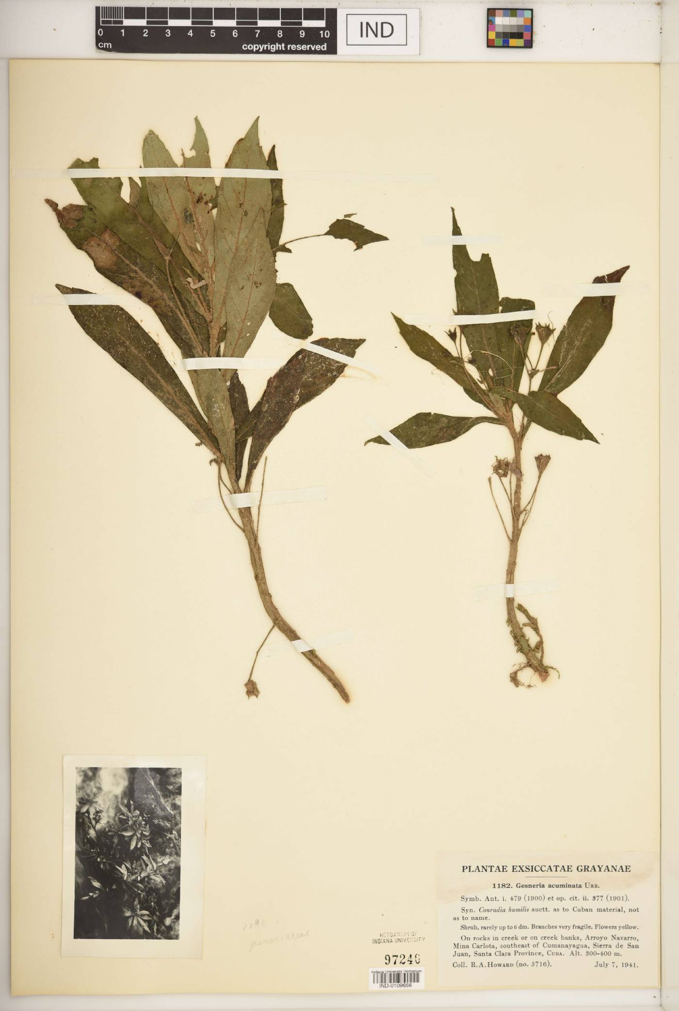 Gesneria acuminata image