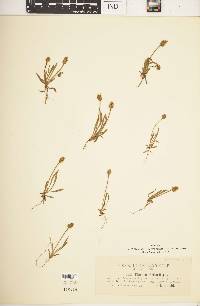 Plantago bellardi image