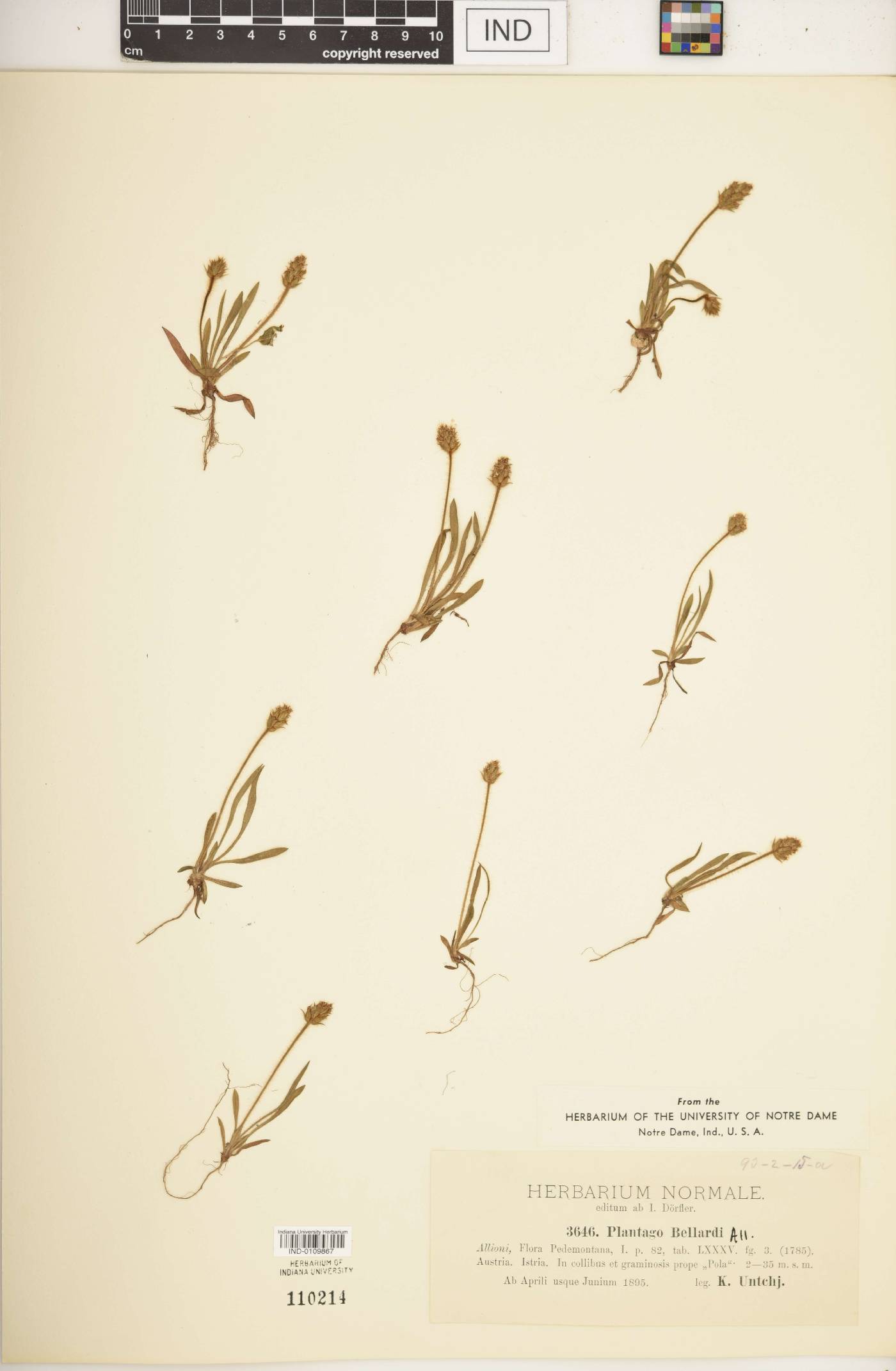 Plantago bellardi image