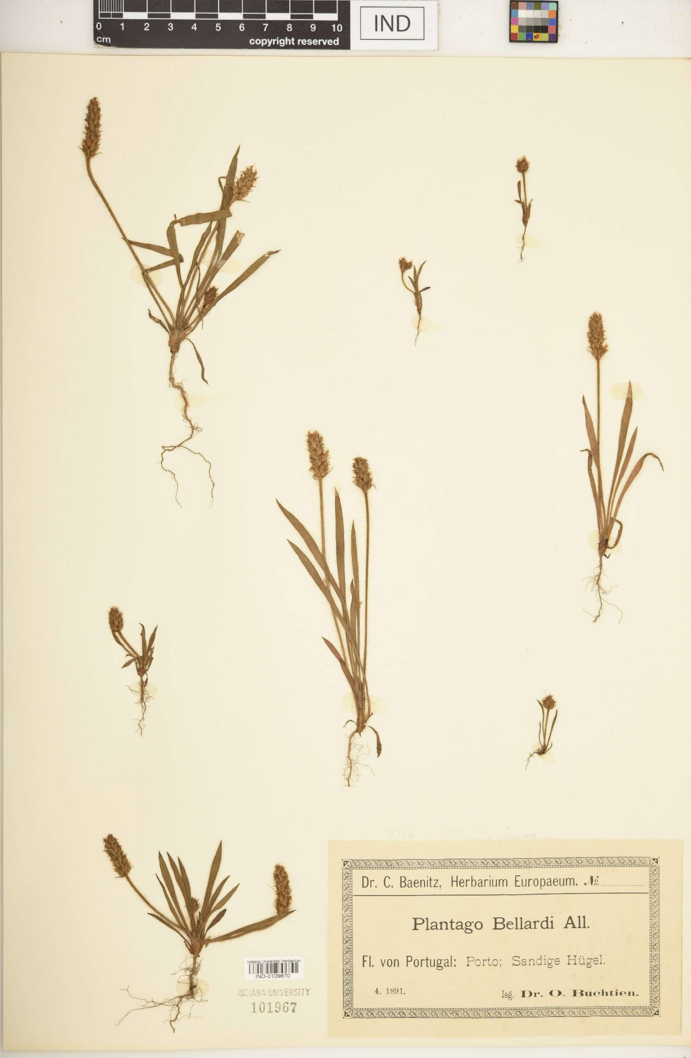 Plantago bellardi image