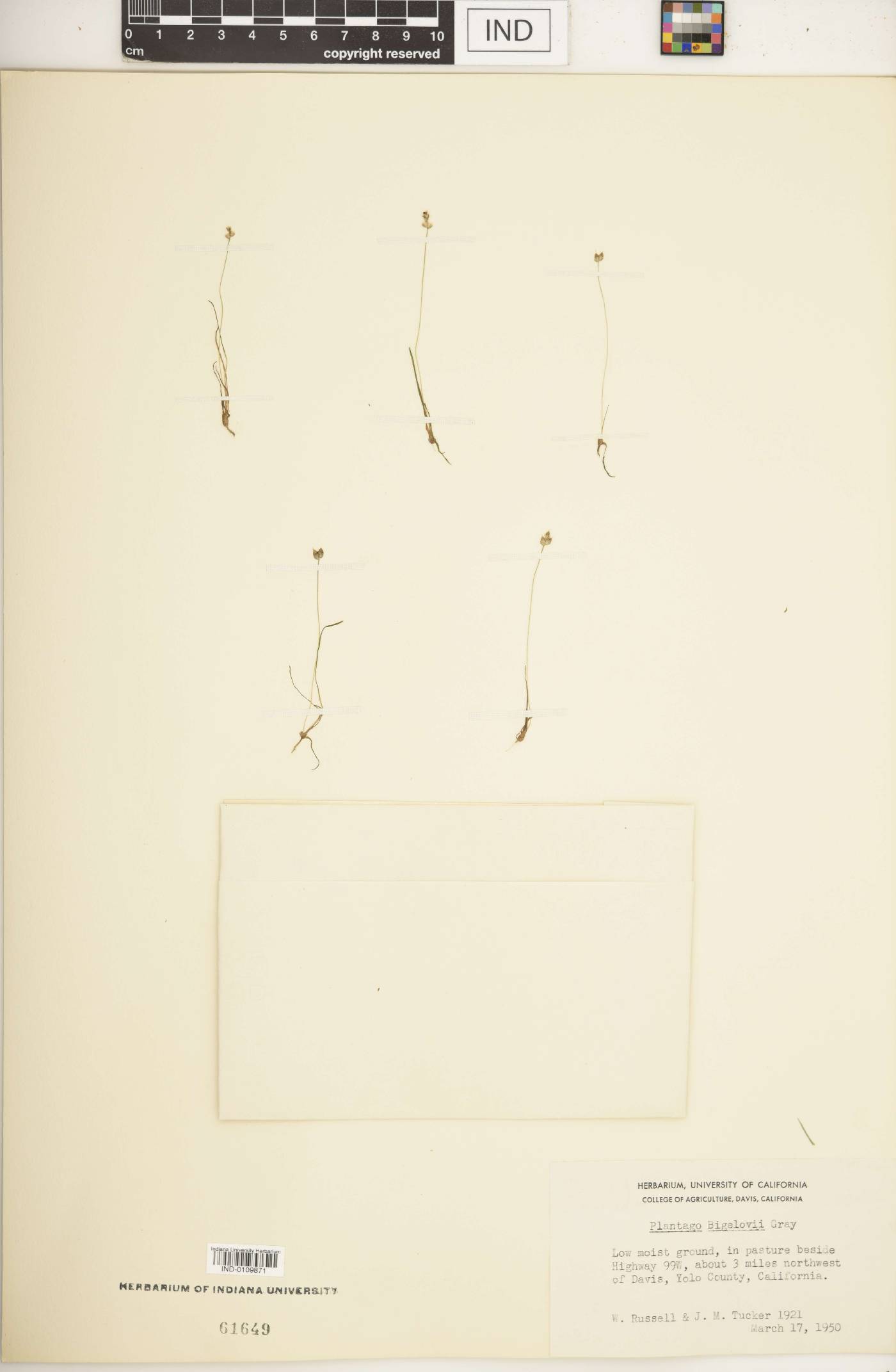 Plantago bigelovii image