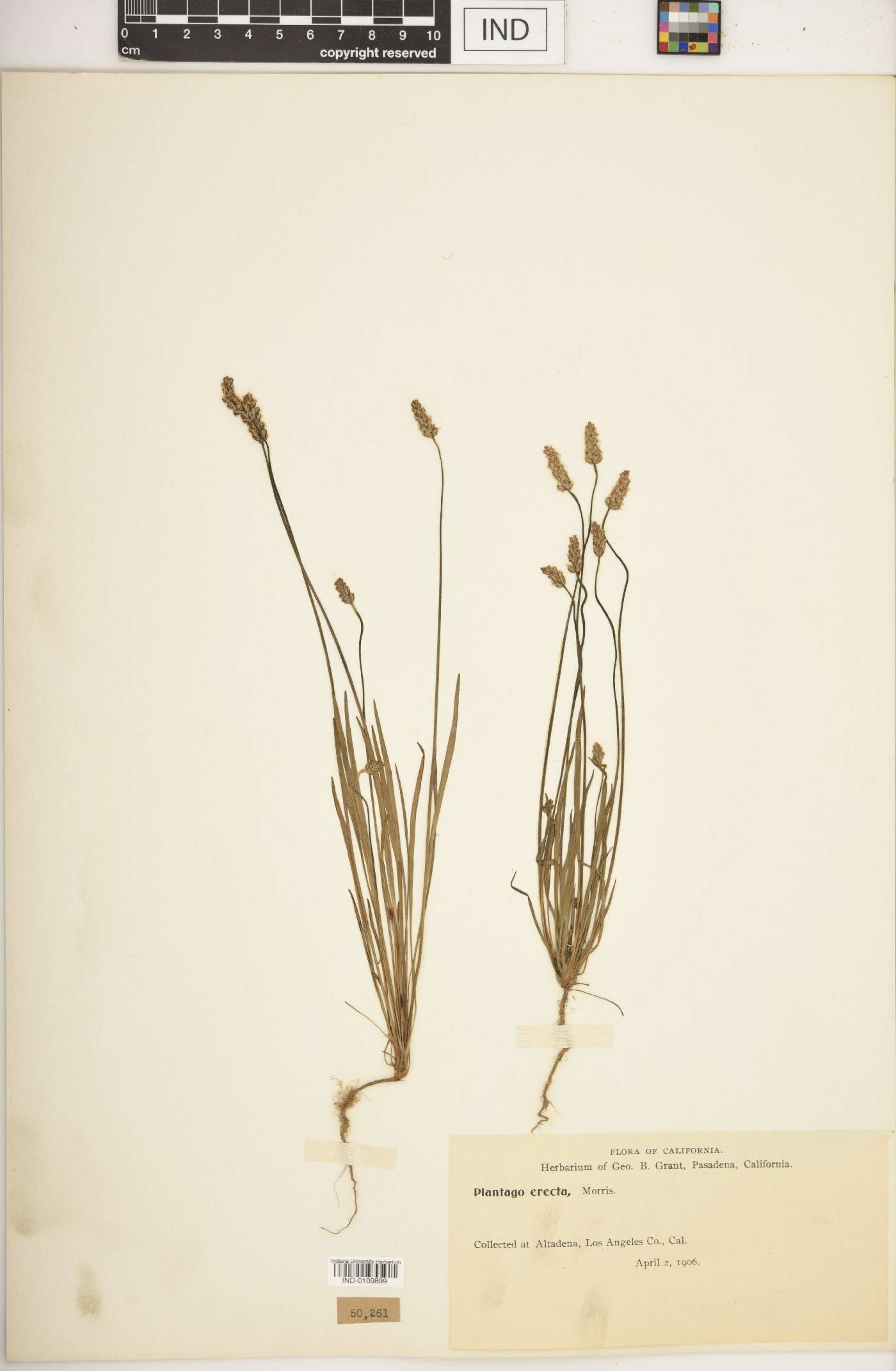 Plantago erecta image