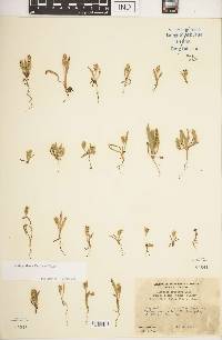 Plantago firma image