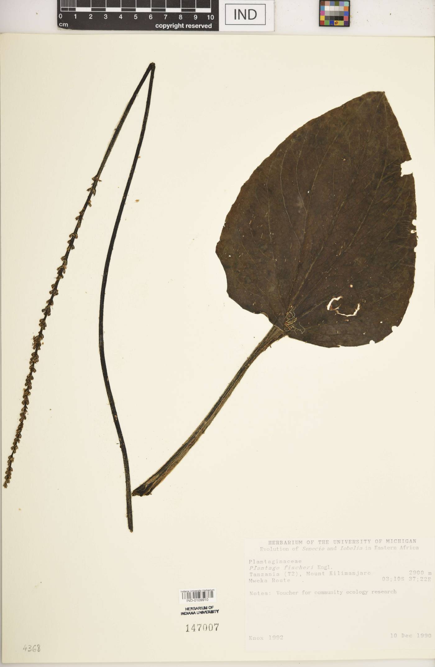 Plantago fischeri image