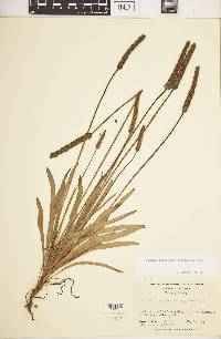 Plantago hookeriana image