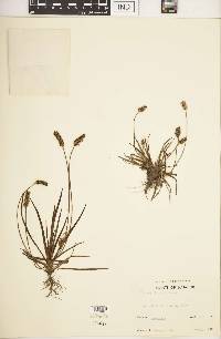 Plantago linearis image