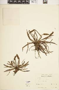 Plantago linearis image