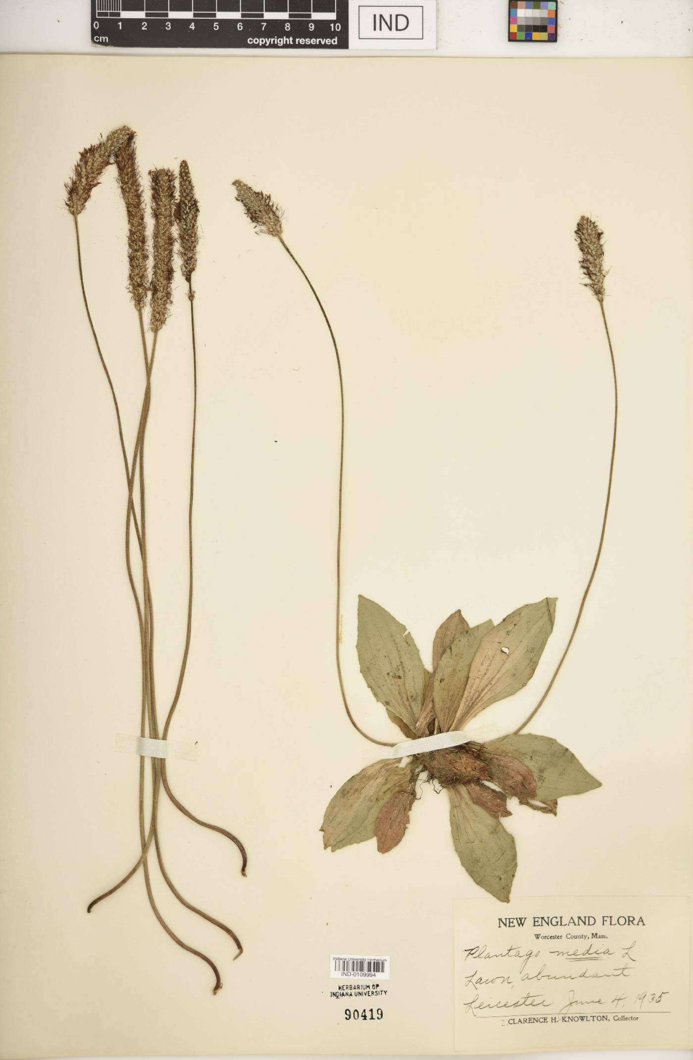 Plantago media image