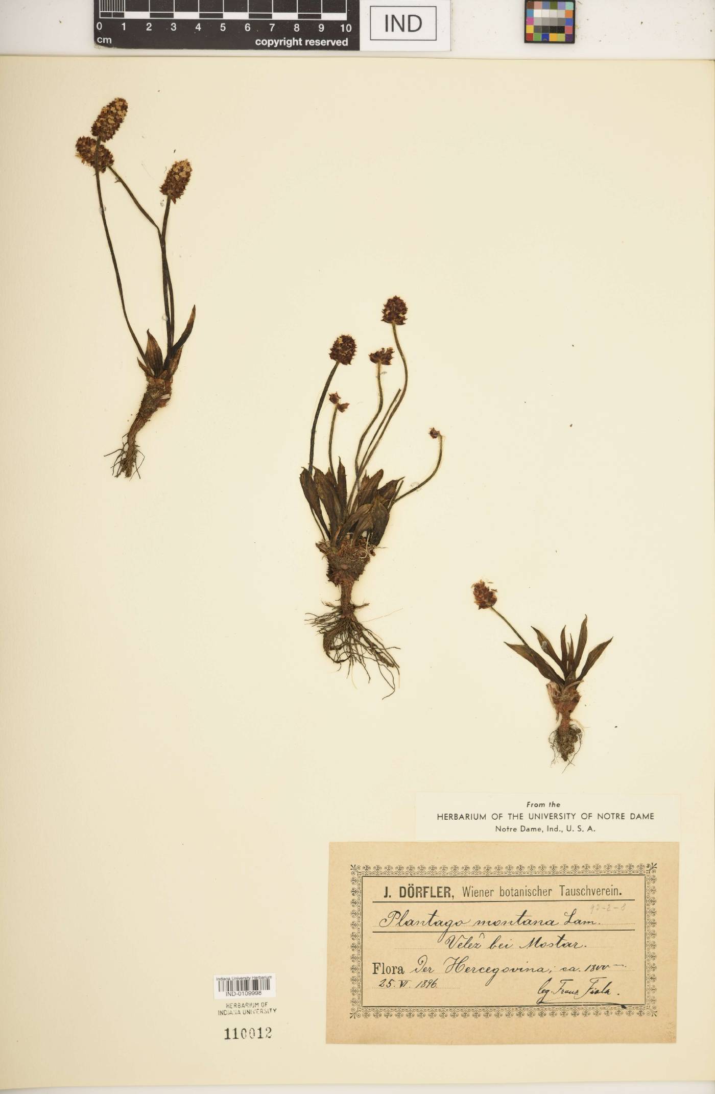Plantago montana image