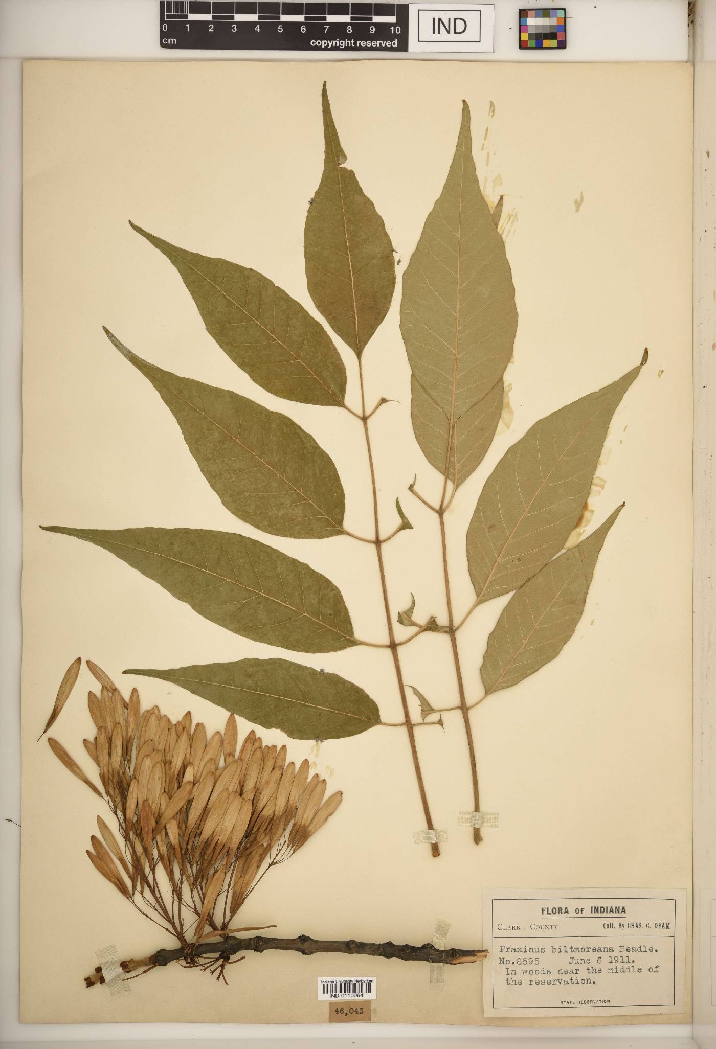 Fraxinus biltmoreana image