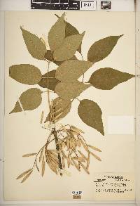 Fraxinus biltmoreana image