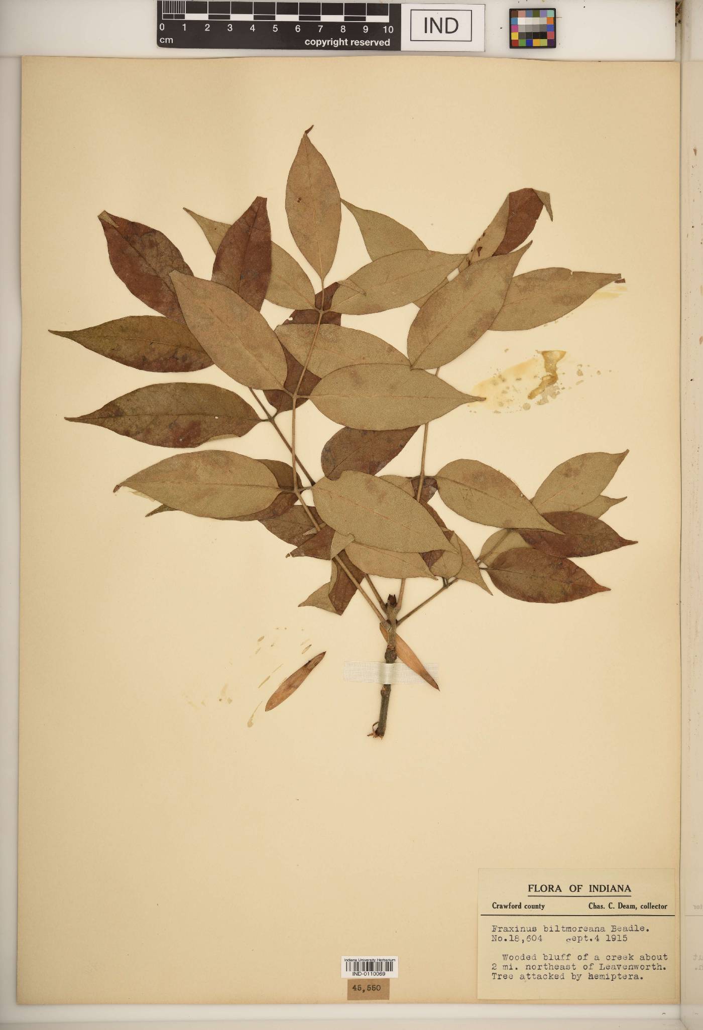 Fraxinus biltmoreana image