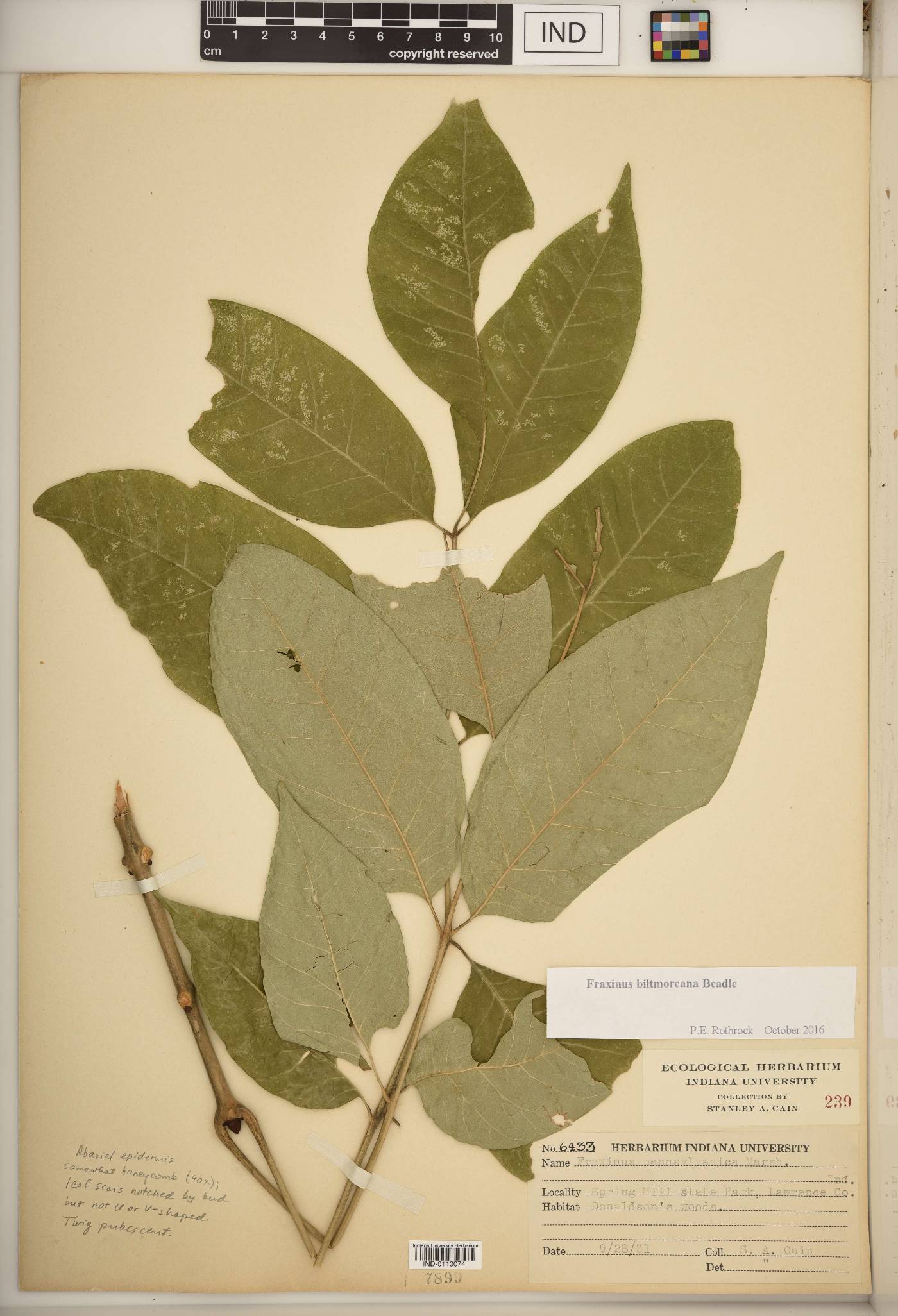 Fraxinus biltmoreana image