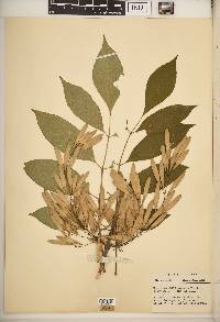 Fraxinus biltmoreana image