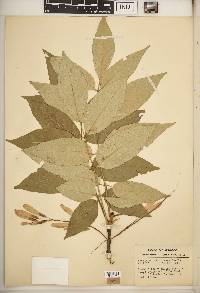 Fraxinus biltmoreana image