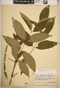 Fraxinus biltmoreana image