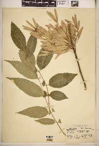 Fraxinus biltmoreana image