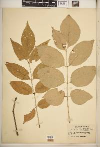 Fraxinus biltmoreana image