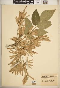 Fraxinus biltmoreana image