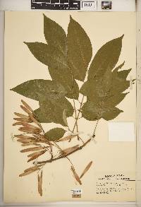 Fraxinus biltmoreana image