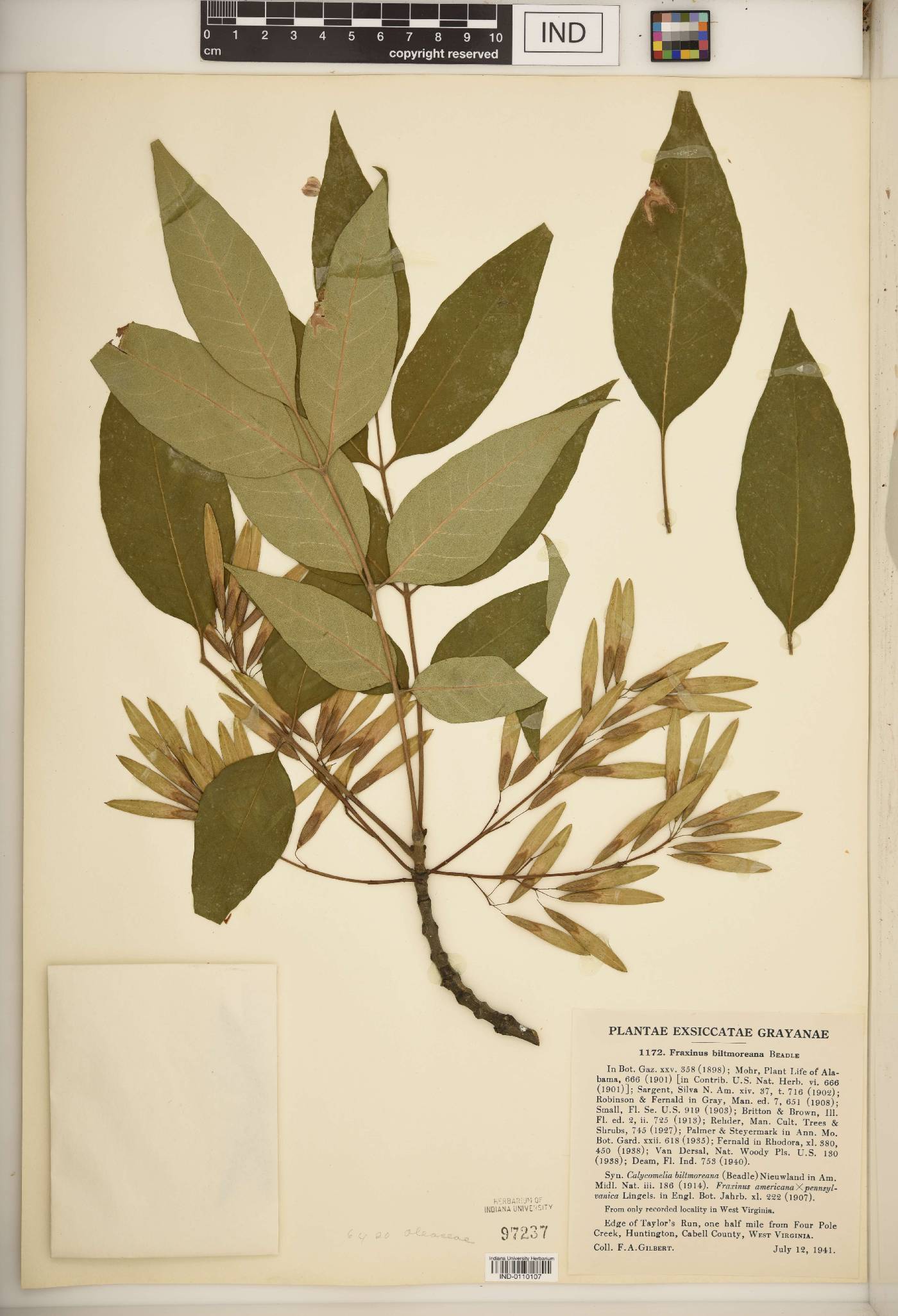 Fraxinus biltmoreana image