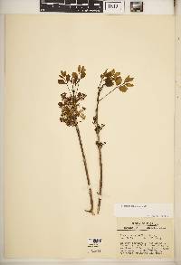 Fraxinus caroliniana image