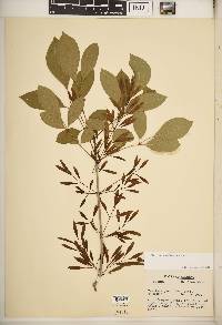 Fraxinus caroliniana image