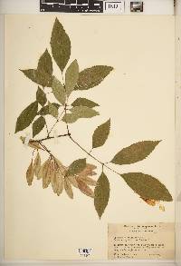 Fraxinus caroliniana image