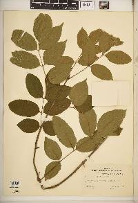 Fraxinus caroliniana image