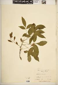 Fraxinus caroliniana image