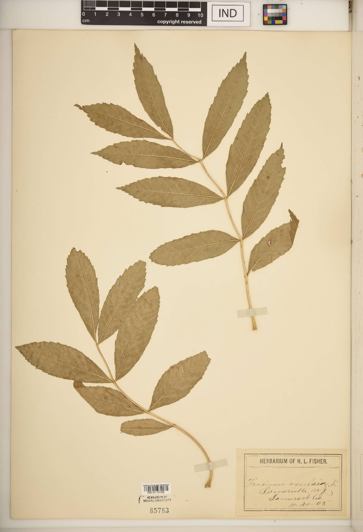 Fraxinus excelsior image