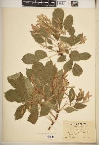 Fraxinus excelsior image