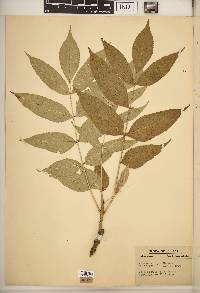 Fraxinus nigra image