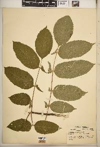 Fraxinus nigra image