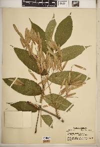 Fraxinus nigra image