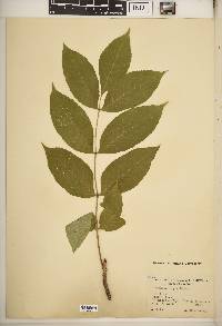 Fraxinus nigra image