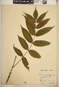 Fraxinus nigra image