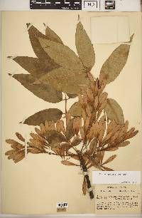 Fraxinus profunda image