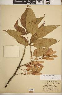 Fraxinus profunda image