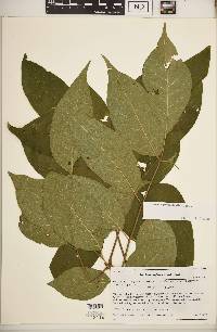 Fraxinus profunda image