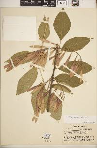 Fraxinus profunda image