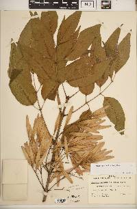 Fraxinus profunda image