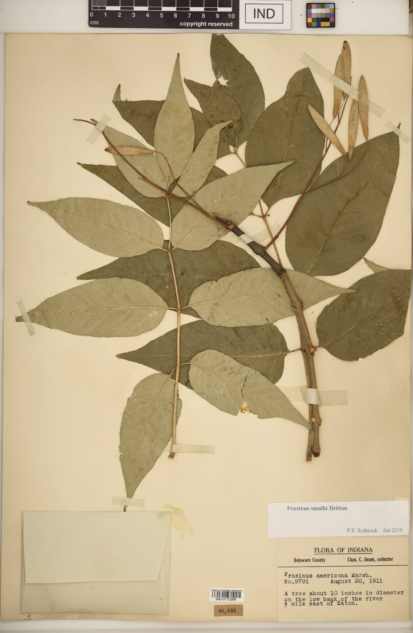 Fraxinus smallii image