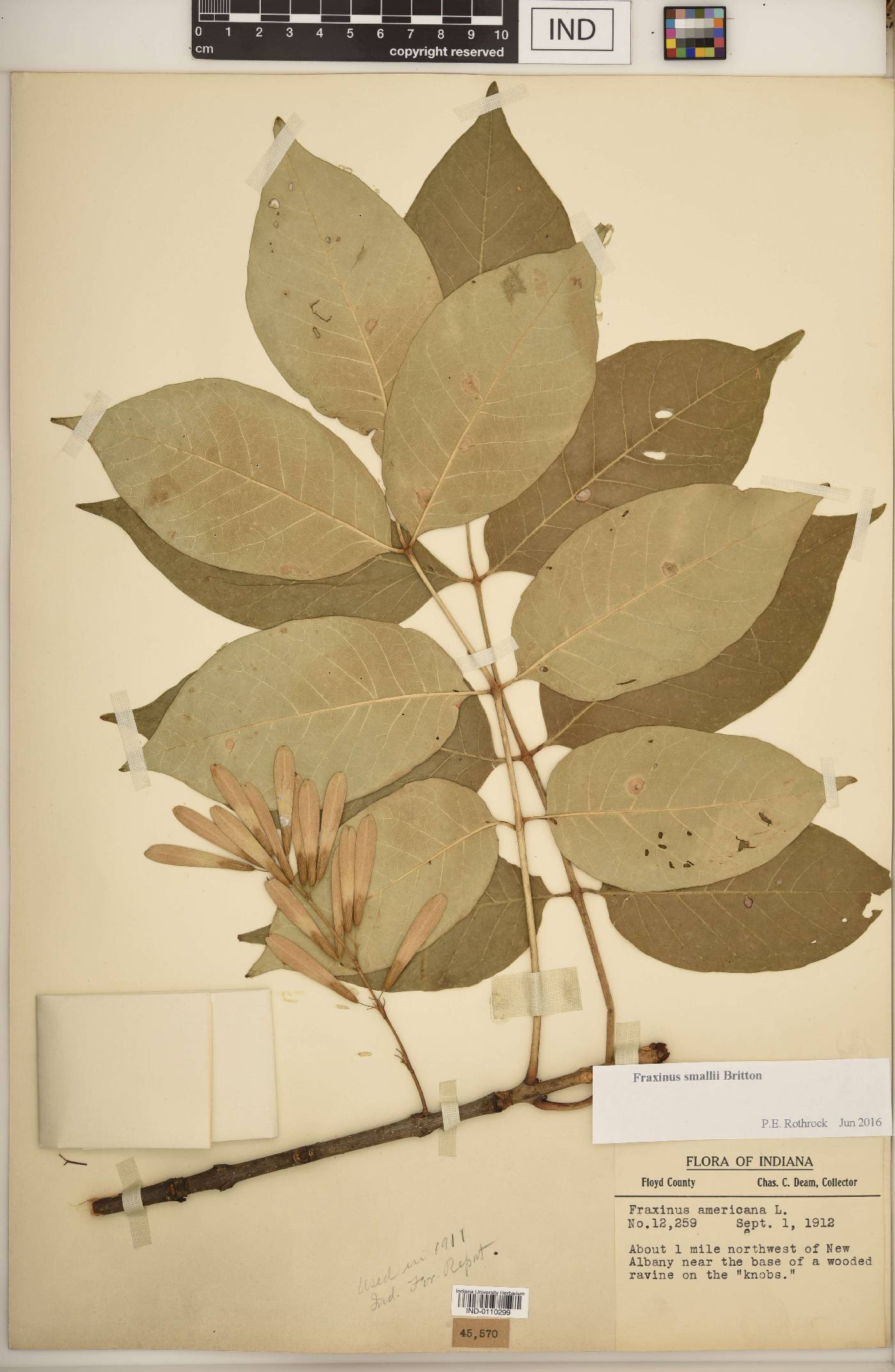 Fraxinus smallii image