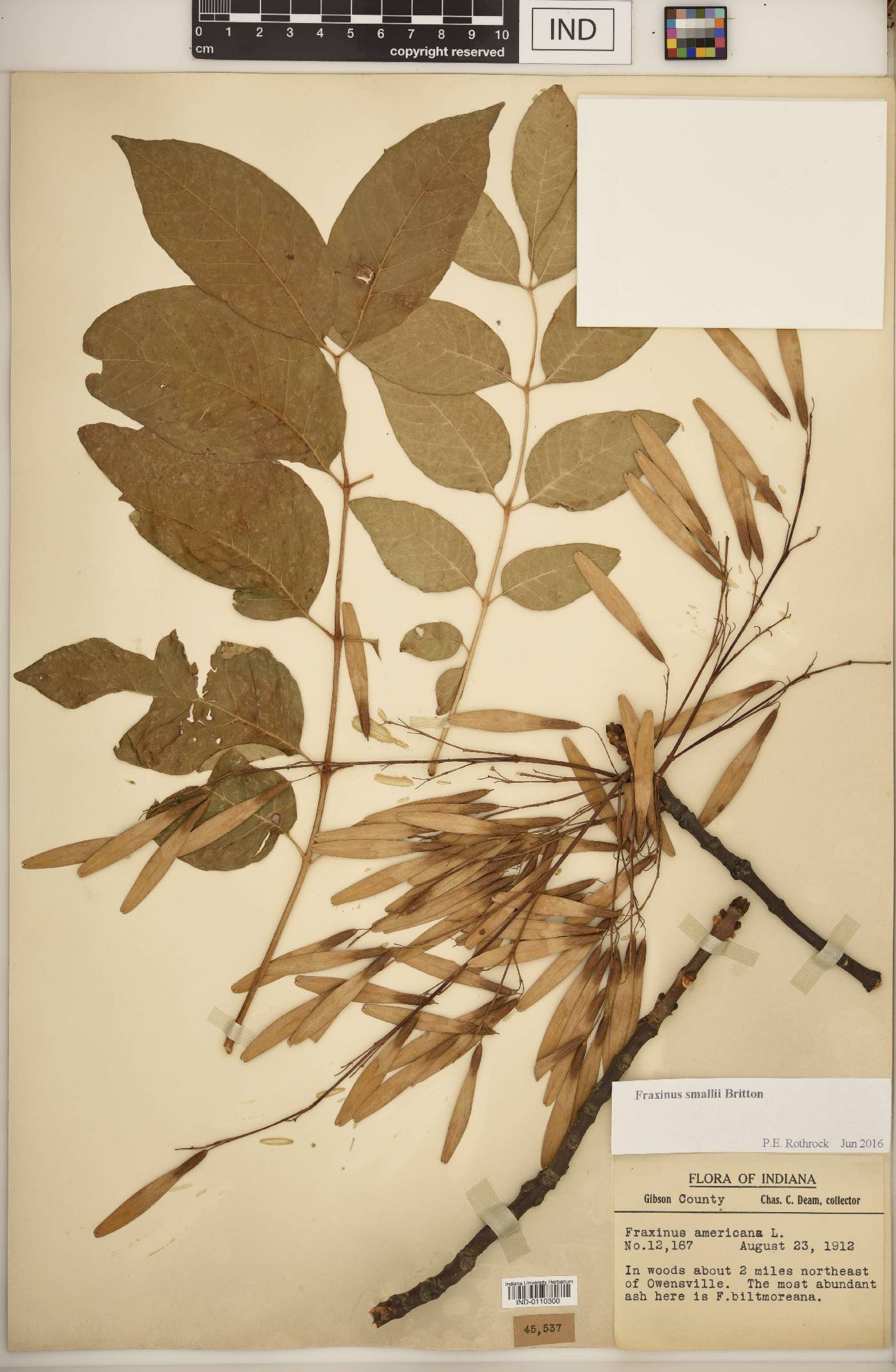 Fraxinus smallii image