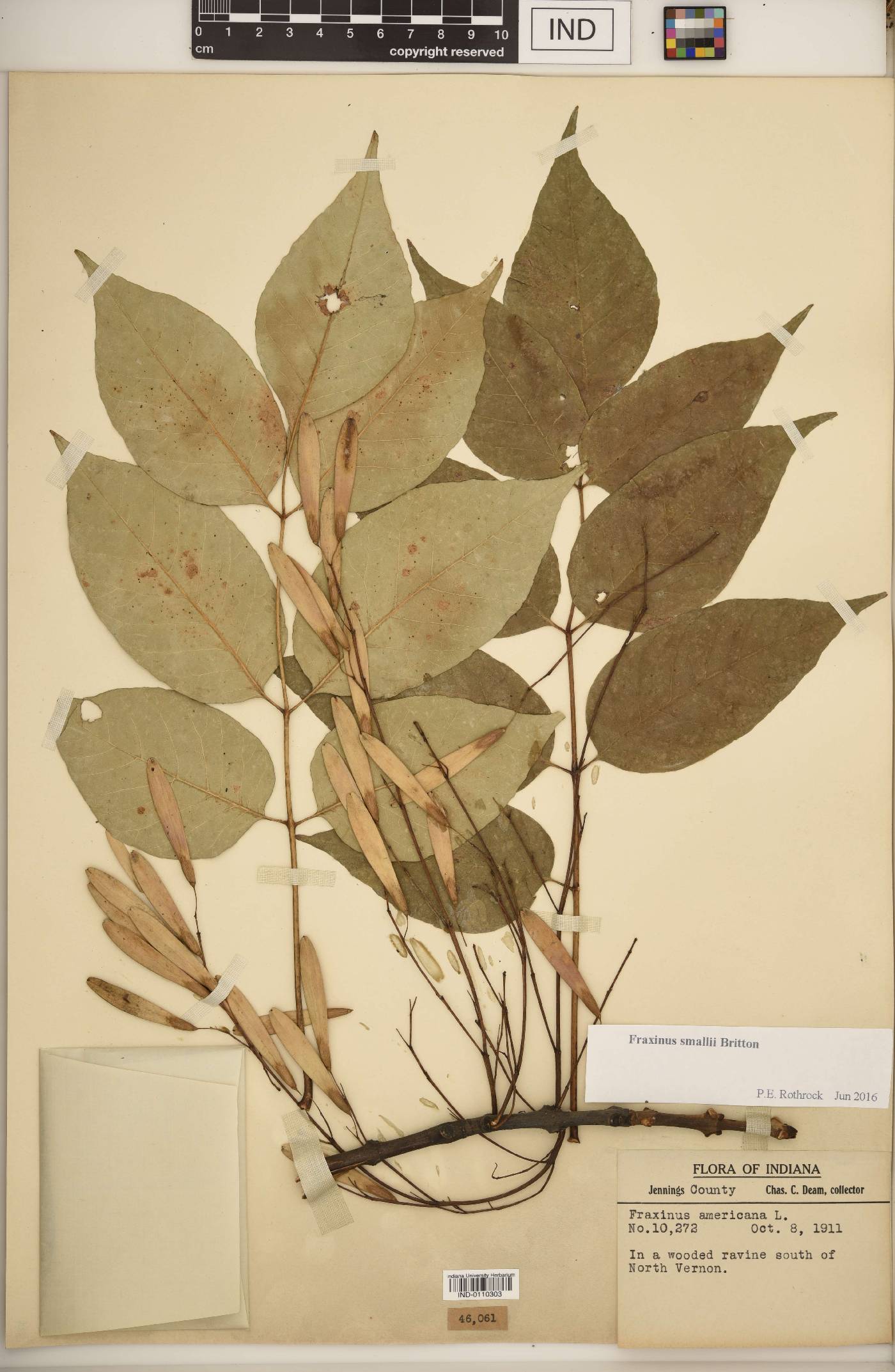 Fraxinus smallii image