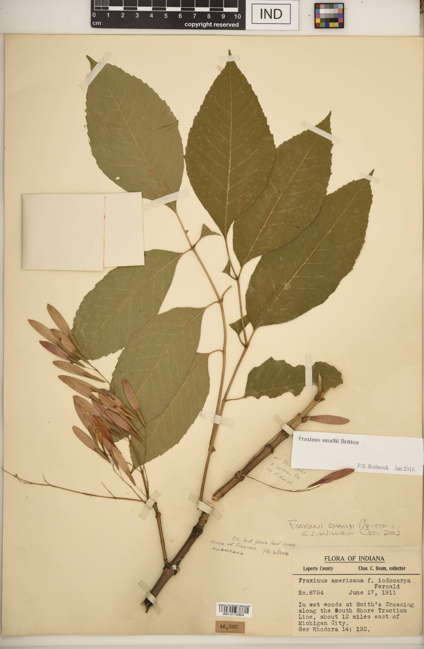 Fraxinus smallii image